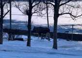Reindeer Wandering (1)
